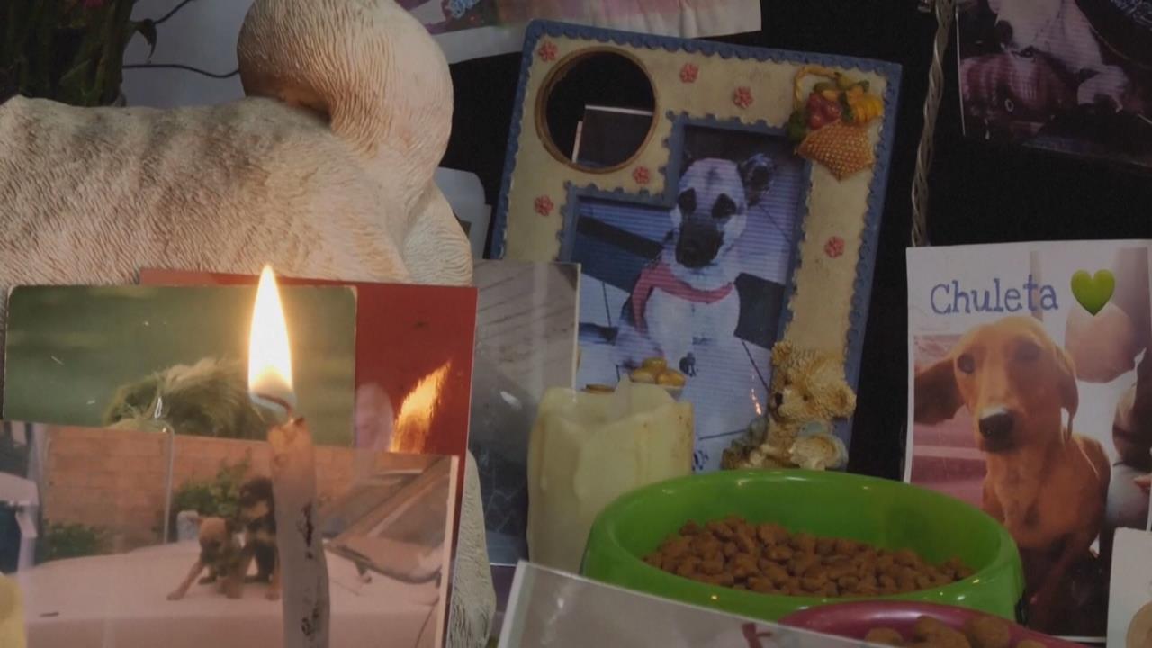 打破傳統！　玻利維亞「諸聖節」備供品　傳達對「過世毛小孩」思念