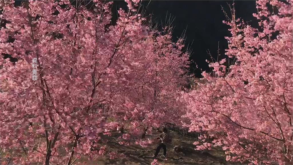 桃園角板山梅花綻放5成　竹霞喀羅古道富士櫻2月盛開