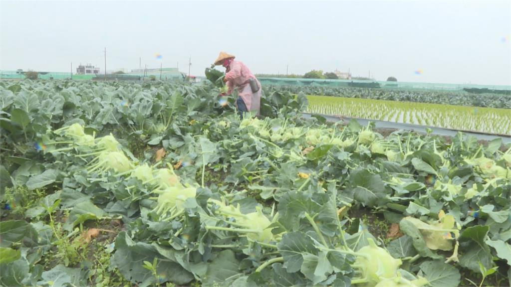 憂低溫結頭菜受損　農民一早冒雨搶收