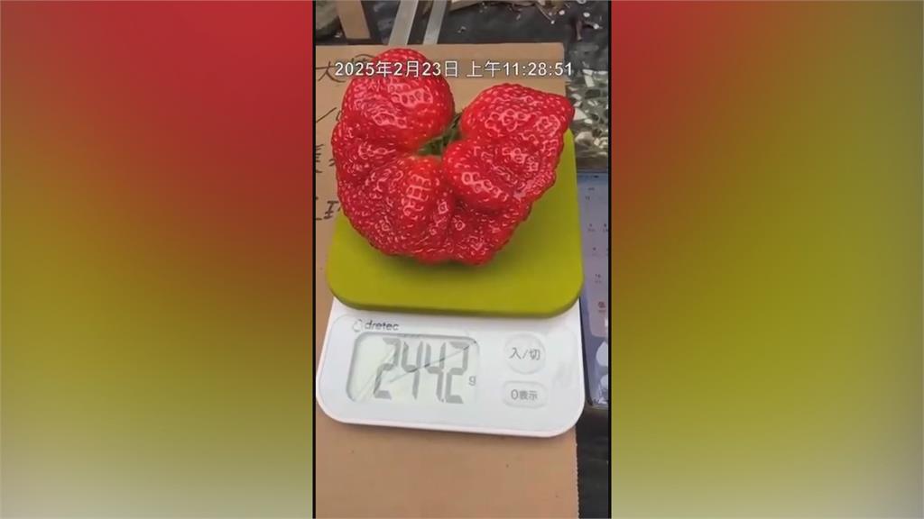 這顆草莓有半個臉大！　11x9x6公分　堪稱草莓界巨人"