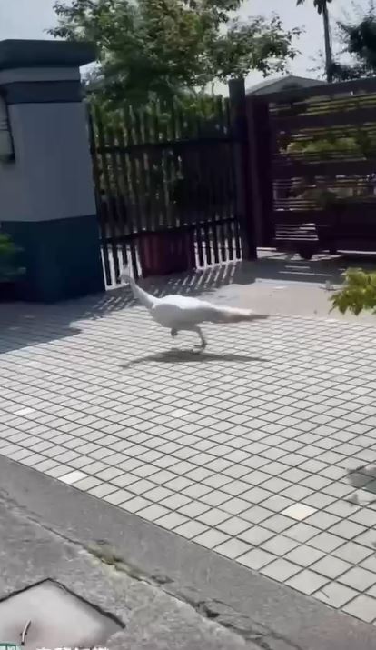 宜蘭"白孔雀"蹺家逛大街 飼主不擔心:牠肚子餓會回家