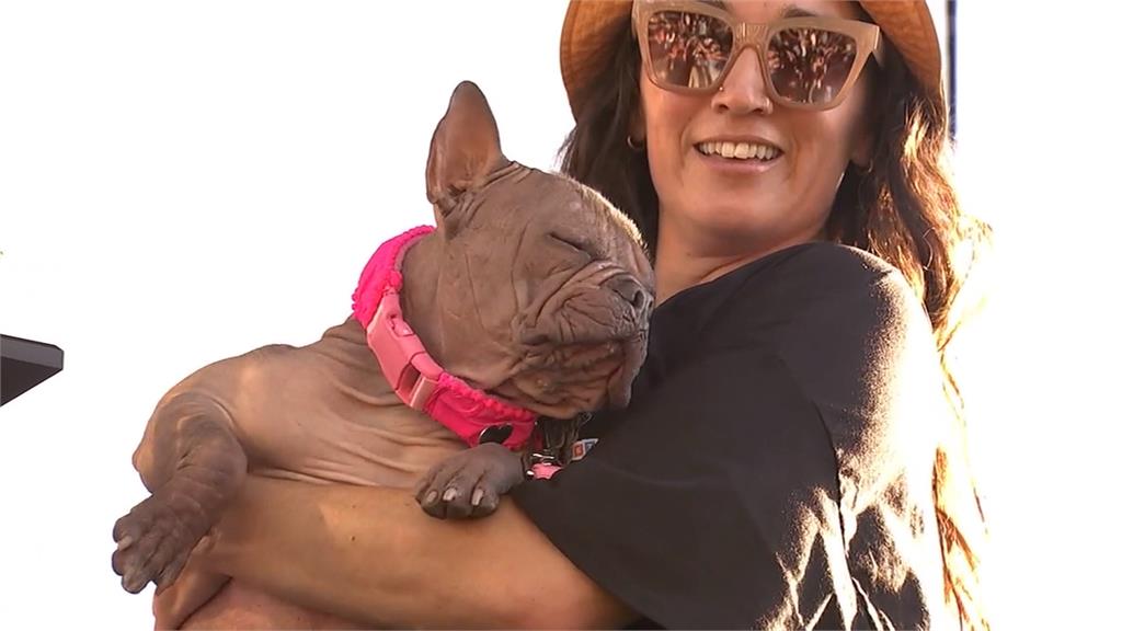 醜到可愛！世界最醜狗大賽　混種鬥牛犬「矮牽牛」奪冠