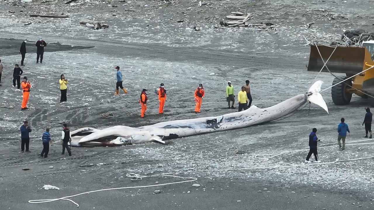 大型鯨魚現蹤花蓮外海　遺體卡定置網.業者：20年第一次