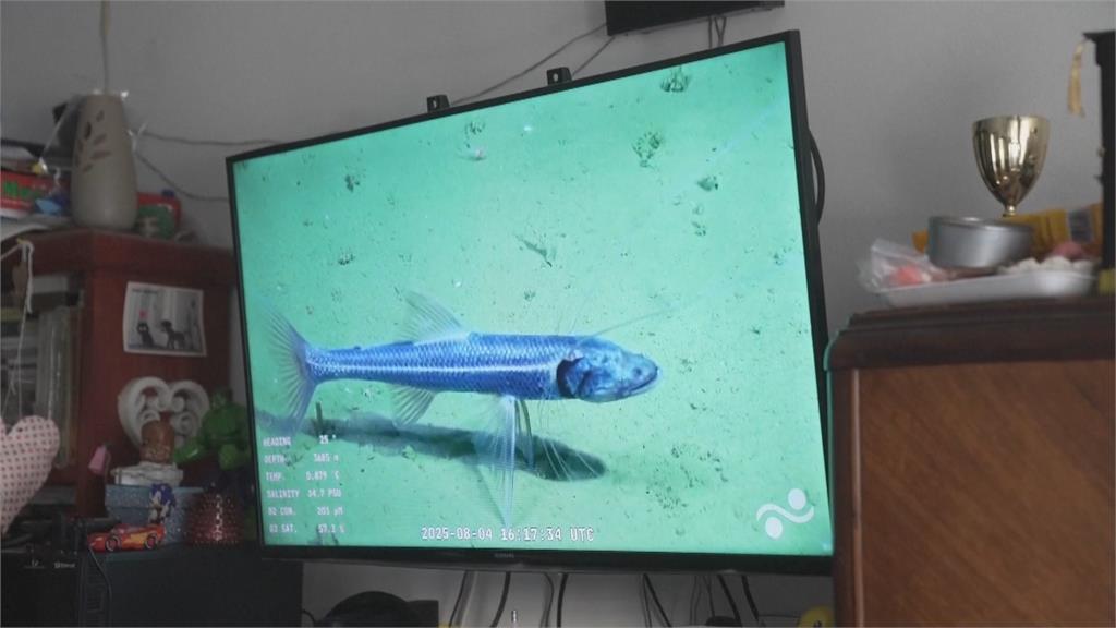 阿根廷海底探勘拍到「牠」　直播爆紅每天破百萬觀看