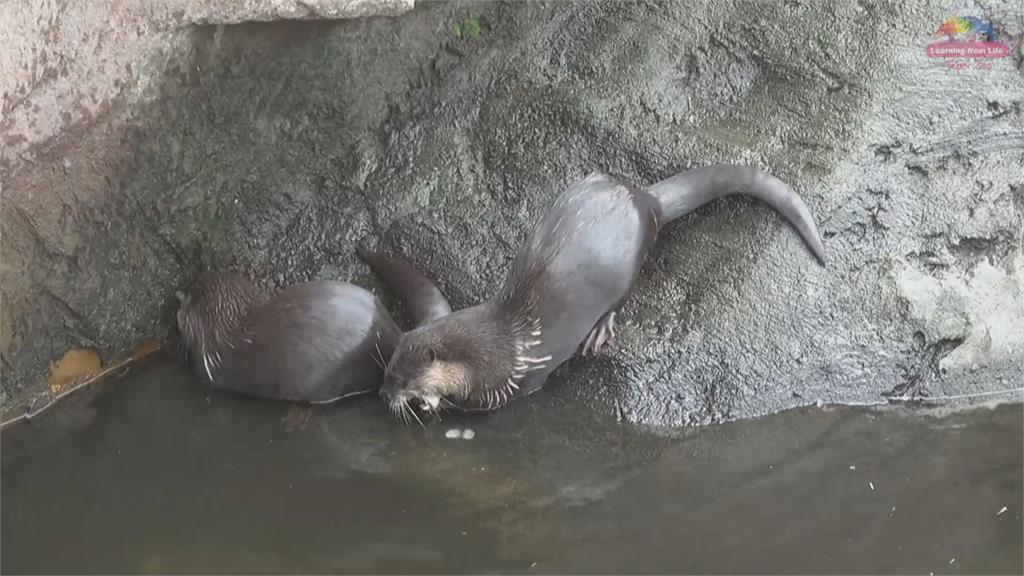 新鮮蜆仔大口吃　北市動物園小爪水獺好口福