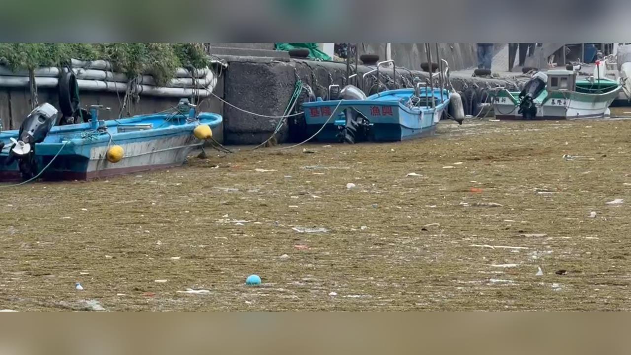 快新聞／撈不完！銅藻塞滿鼻頭漁港　專家曝元凶