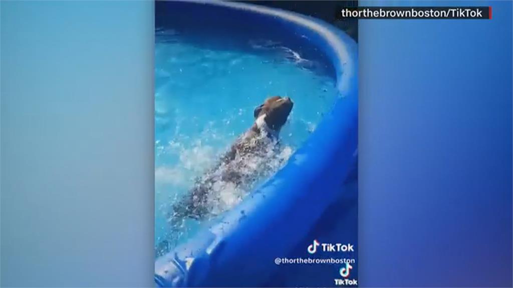 加拿大㹴犬每天游泳300圈　冬天怎辦？主人霸氣這樣做