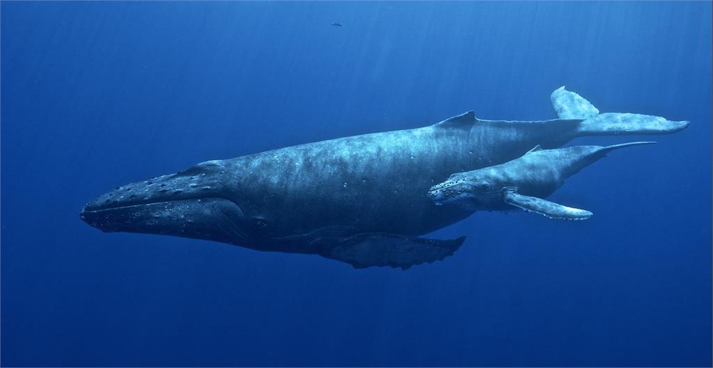 「你有想過座頭鯨的感受嗎？」刪減版《芬加爾岩洞》示警生態危機
