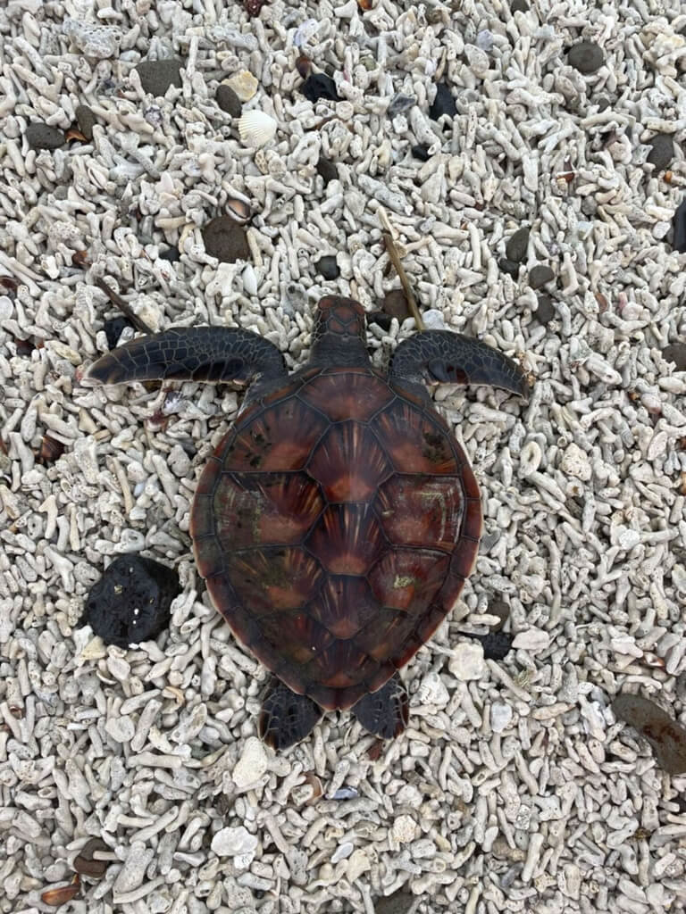 小綠蠵龜受困砂礫堆　澎湖岸巡及時救援