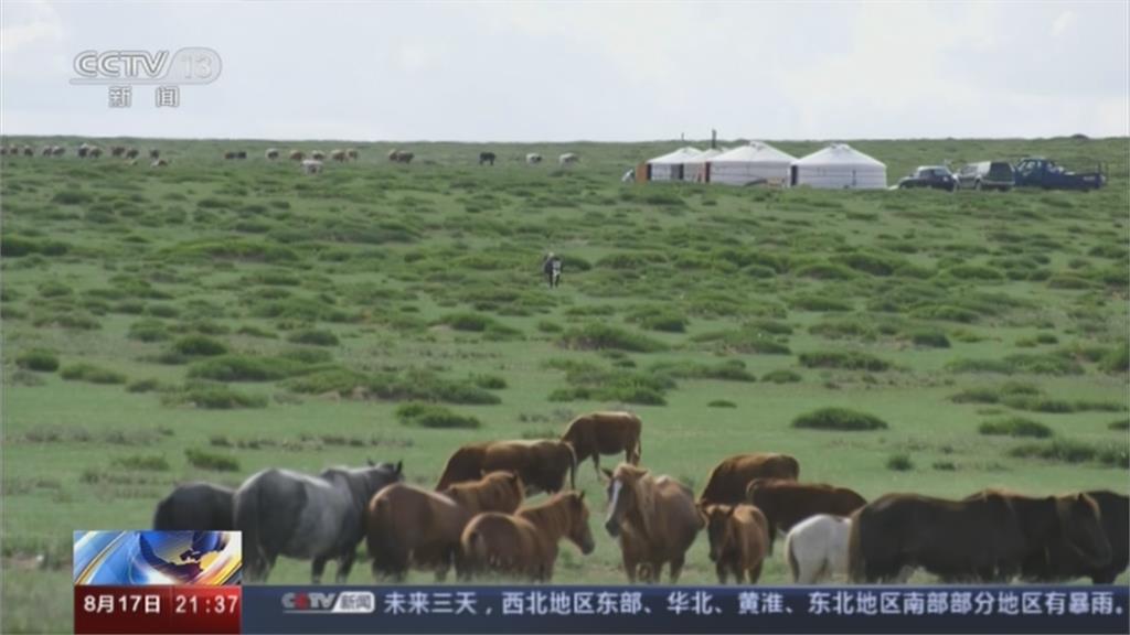 中國缺糧危機暫獲緩解？ 蒙古九月捐贈1.5萬隻羊