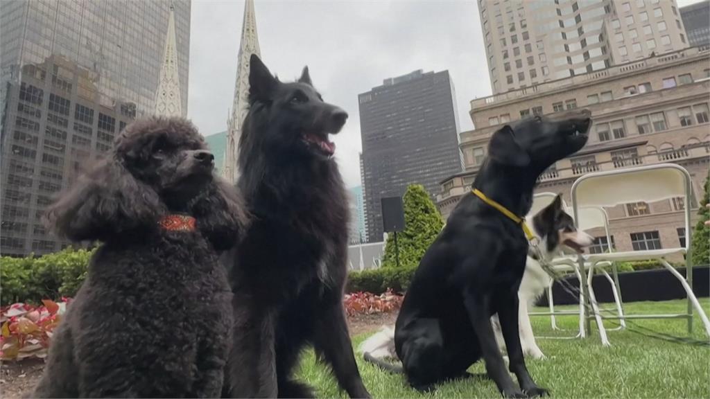 美國毛小孩超級盃　西敏犬展添新項目狗狗跳水