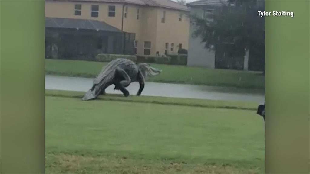 「巨大鱷魚」現身佛州高爾夫球場！ 網友質疑造假 爬蟲類專家說話了...