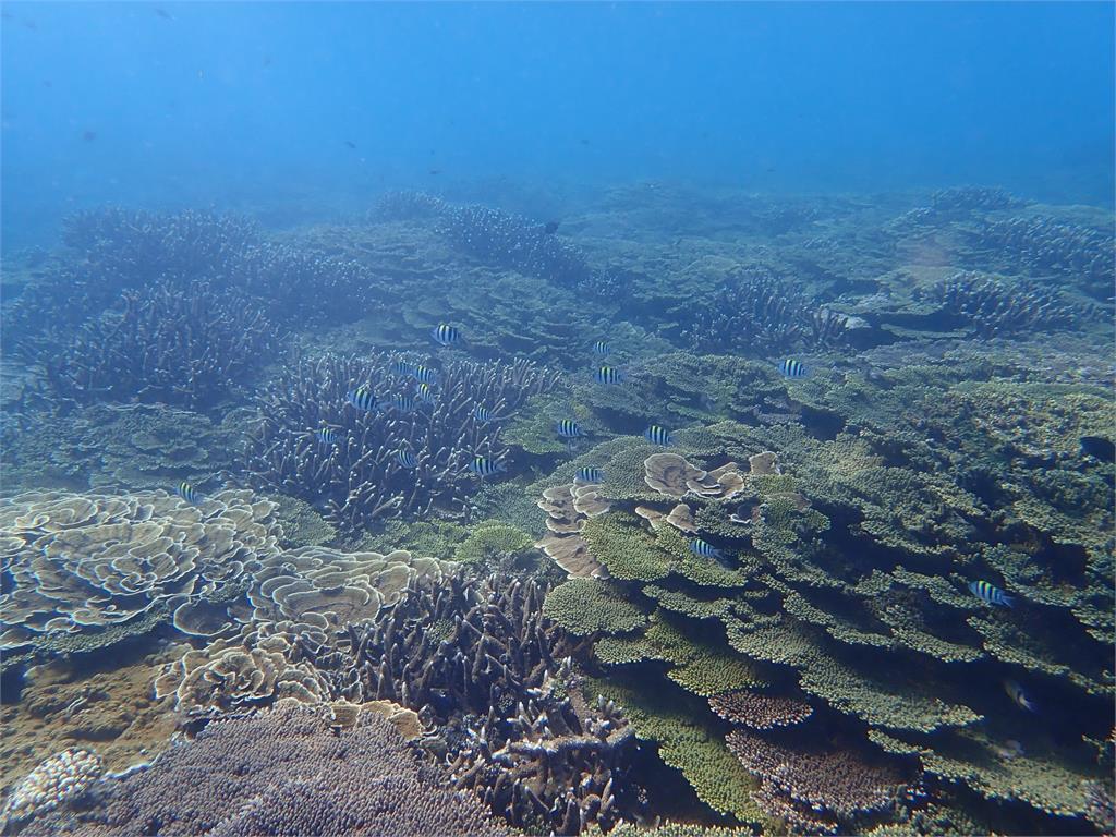 快新聞／高雄外海將開放探勘寶石珊瑚？　漁業署提「3原則」強調目前不調整