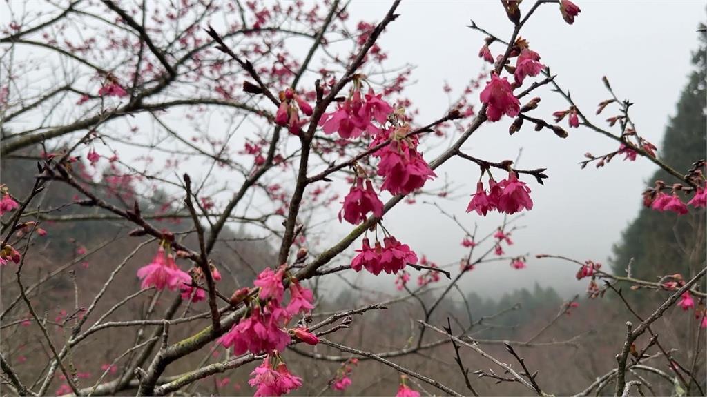 南投魚池"台灣雪櫻"等6千棵櫻花 接力綻放嬌顏
