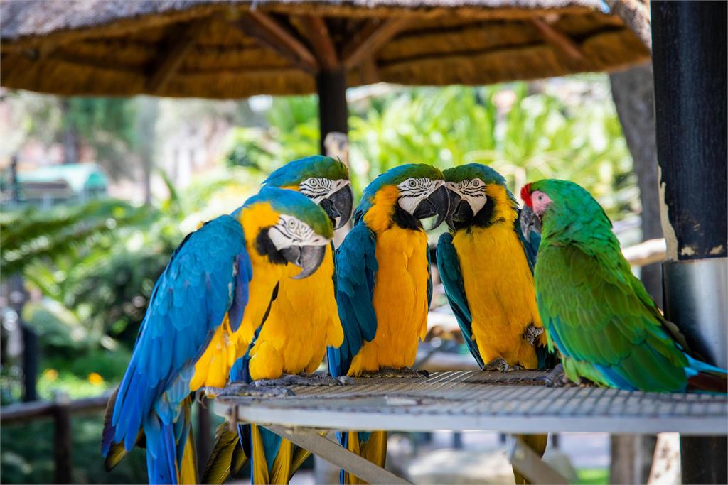 動物園悲痛鸚鵡難過唱「我是一隻小小鳥，想要飛卻飛不高」！惹哭全網