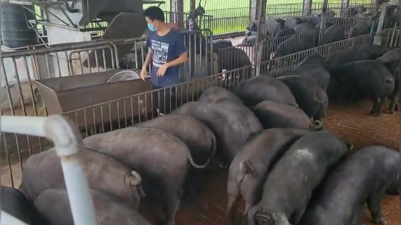 明年底全面禁用廚餘　屏東黑豬農：台灣黑豬產業會滅絕