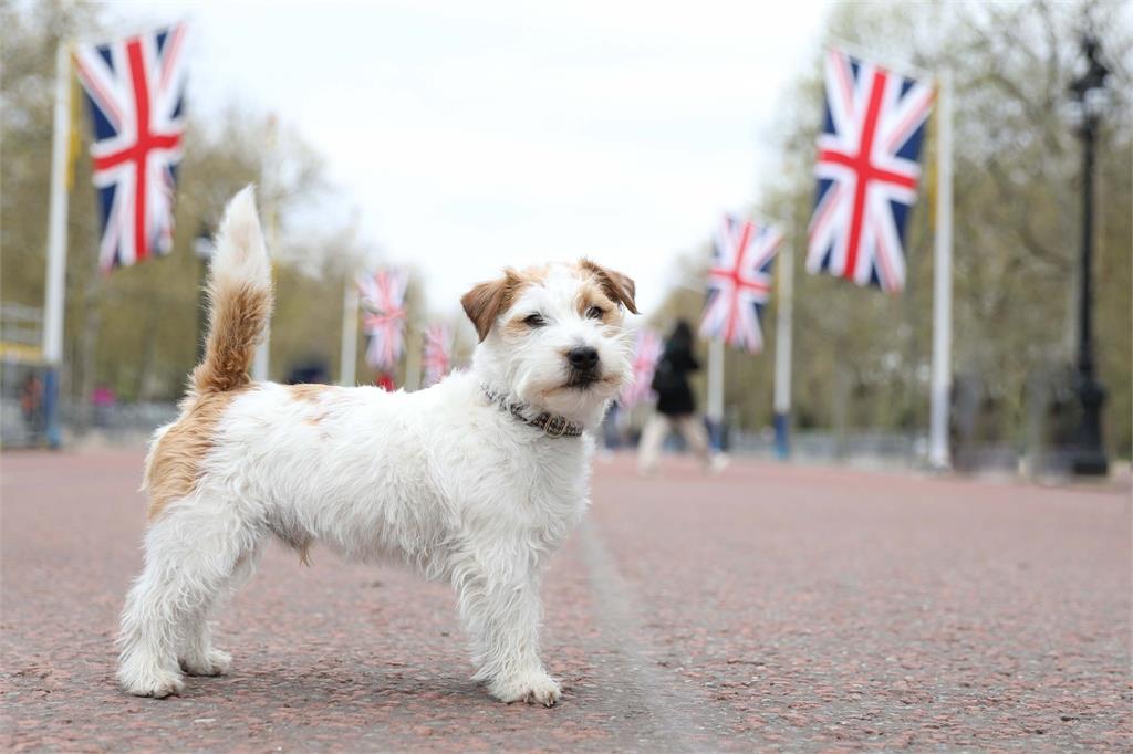 快新聞／啥？領養狗不能取名耶路撒冷　英國育犬協會急滅火致歉