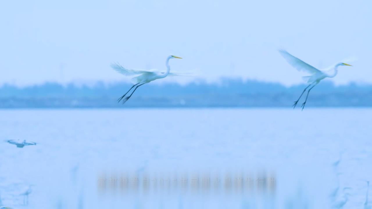 富邦證券跨界護鳥！　前進台南七股鹽田「守護水鳥」