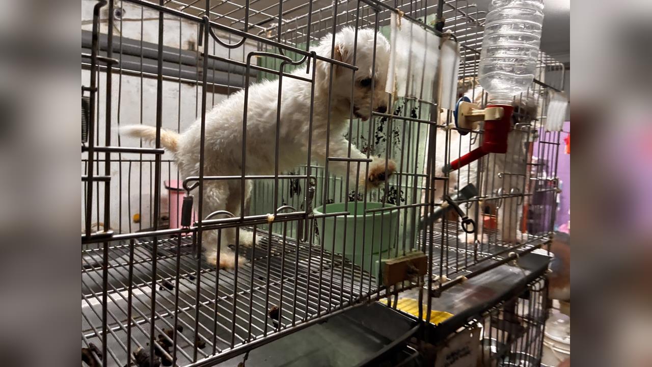 快新聞/太惡劣!新北寵物店使用「迷你狗籠」慘挨罰 小狗竟連轉身都困難