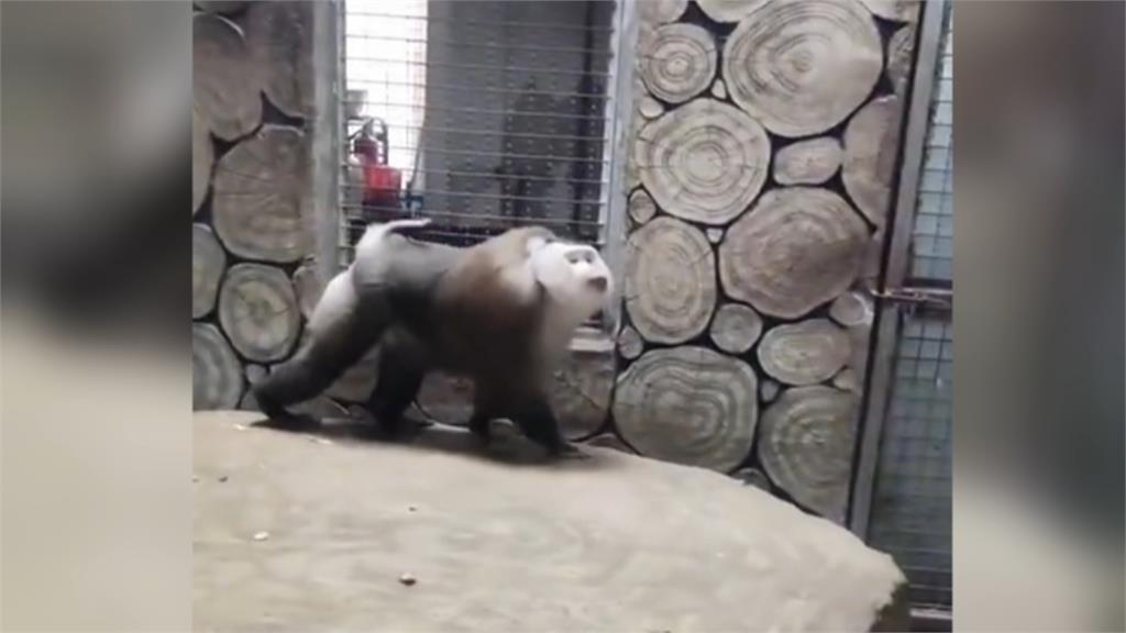 瞇眼噘嘴、擺pose樣樣行！　中國貴州動物園豚尾猴爆紅