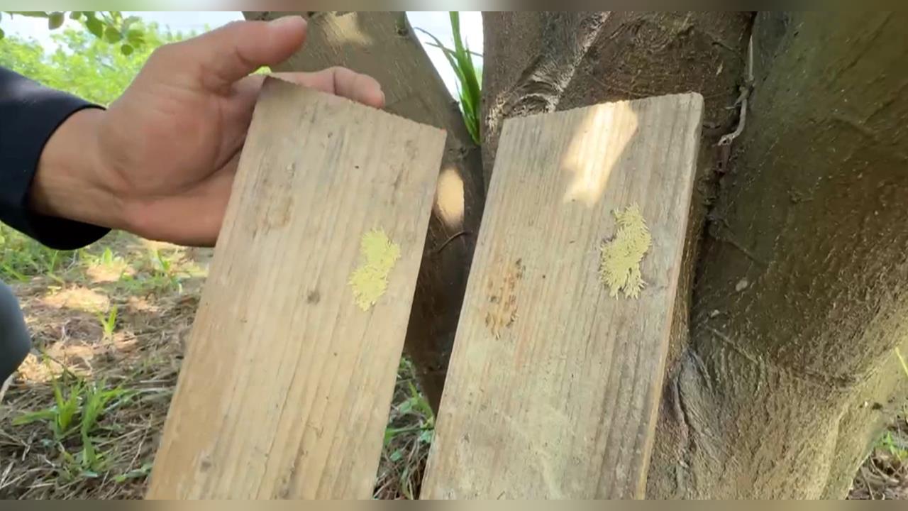文旦天敵！窄胸天牛繁殖高峰期　南改場輔導果農減少蟲害