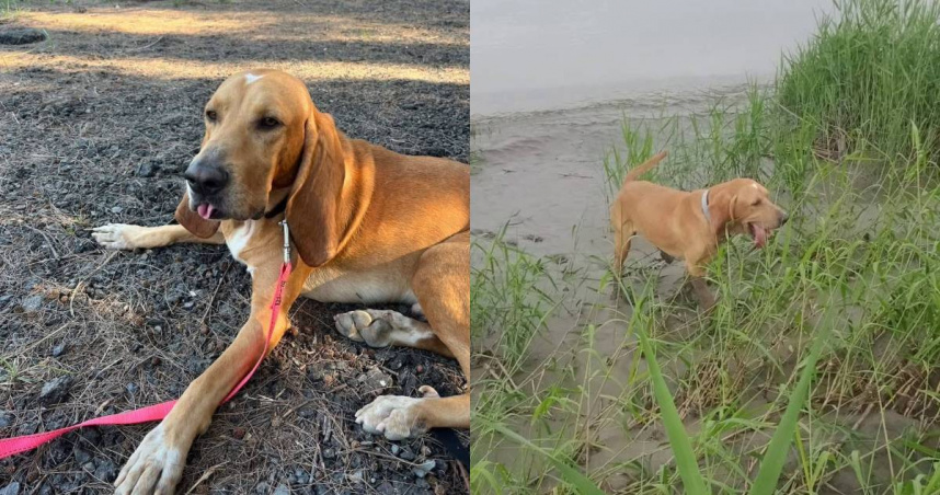 曾參與林葉亭父搜救任務！「追蹤犬」巴薩遭毒蛇咬傷離世　粉專：謝謝你守護人類