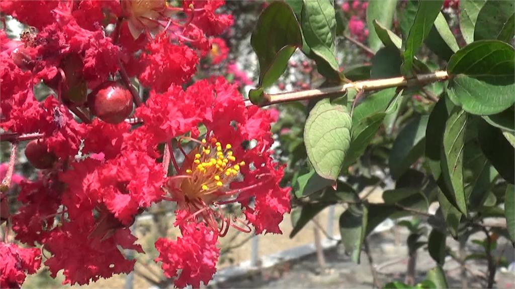 盛夏賞花趣！　彰化「大花紫薇」、「薑荷花」越熱越開花
