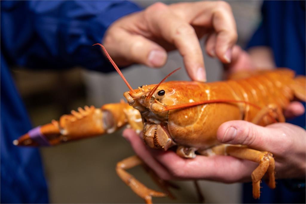 生下來就被煮熟？美國漁船捕獲稀有「橙色龍蝦」機率僅3000萬分之1