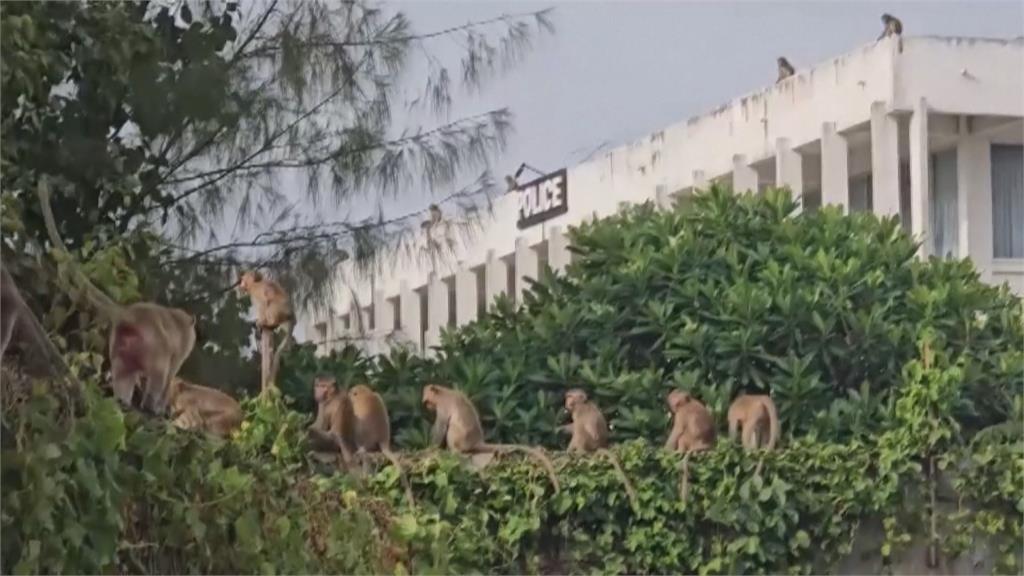 泰國華富里200潑猴大逃獄　闖住家佔領警局