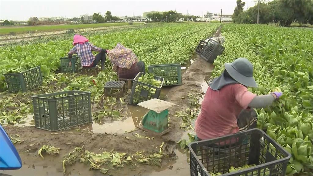 雨終於下對地方！高雄水情緩解　公立泳池開放　農民搶收菜