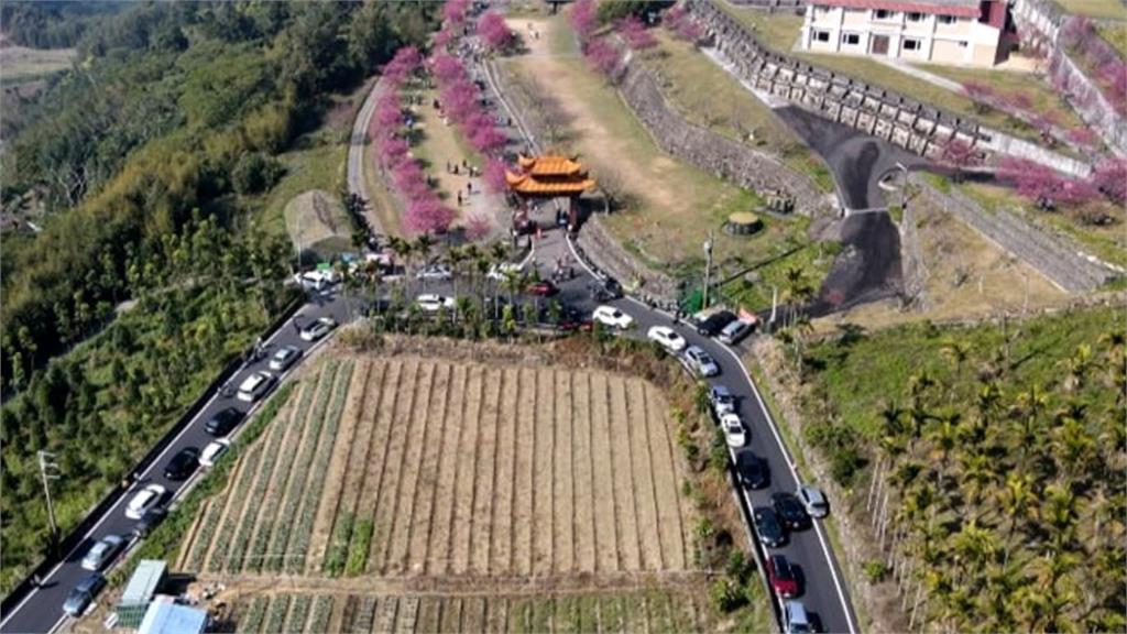 阿里山彌陀禪寺櫻花盛開　假日賞花車潮塞爆