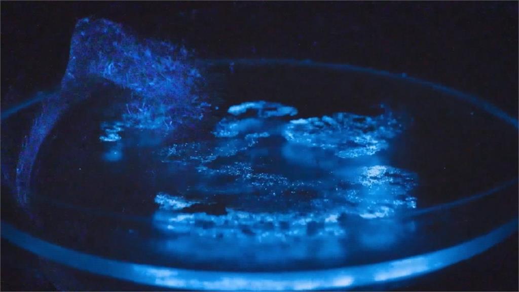 一年四季都能看「藍眼淚」！海洋大學成功培育夜光蟲 