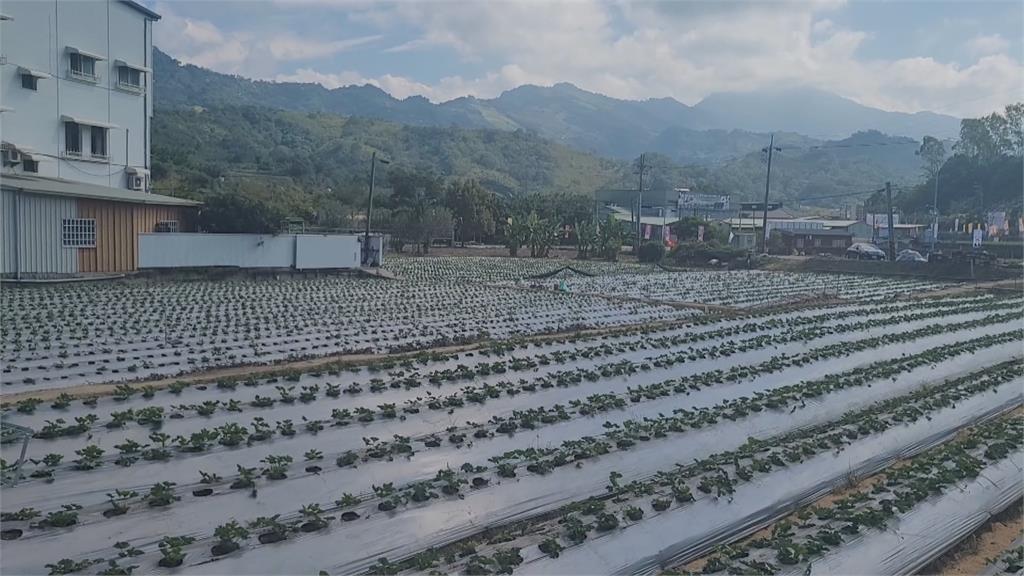 抗病能力變差！大湖草莓「大小耳」　莓農重新栽種　力拚冬天如期上市
