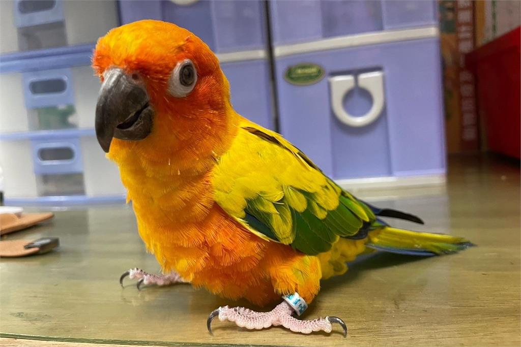 快新聞／不是貓跟狗！桃園市動保處6/22舉辦認養活動　14動物盼回家