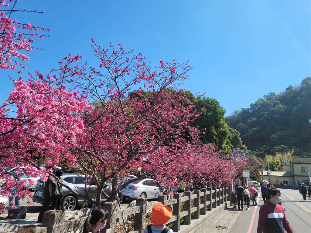 台中「最美派出所」櫻花開了！泰安花季18日開跑　周邊交管一次看