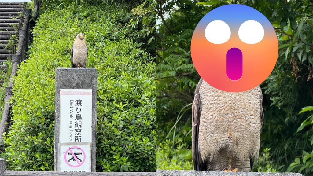 日本石垣島賞鳥卻反轉遭猛禽「怒瞪」　網PO3照引55萬人點閱：這鳥也太兇！