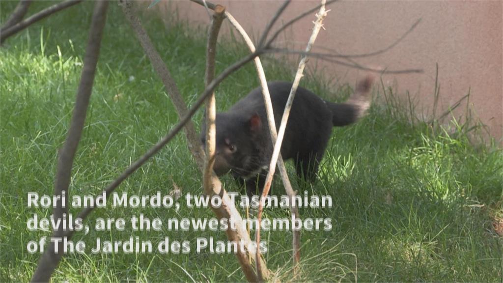 千里迢迢！檢疫完畢送到巴黎　兩隻袋獾成動物園新住戶