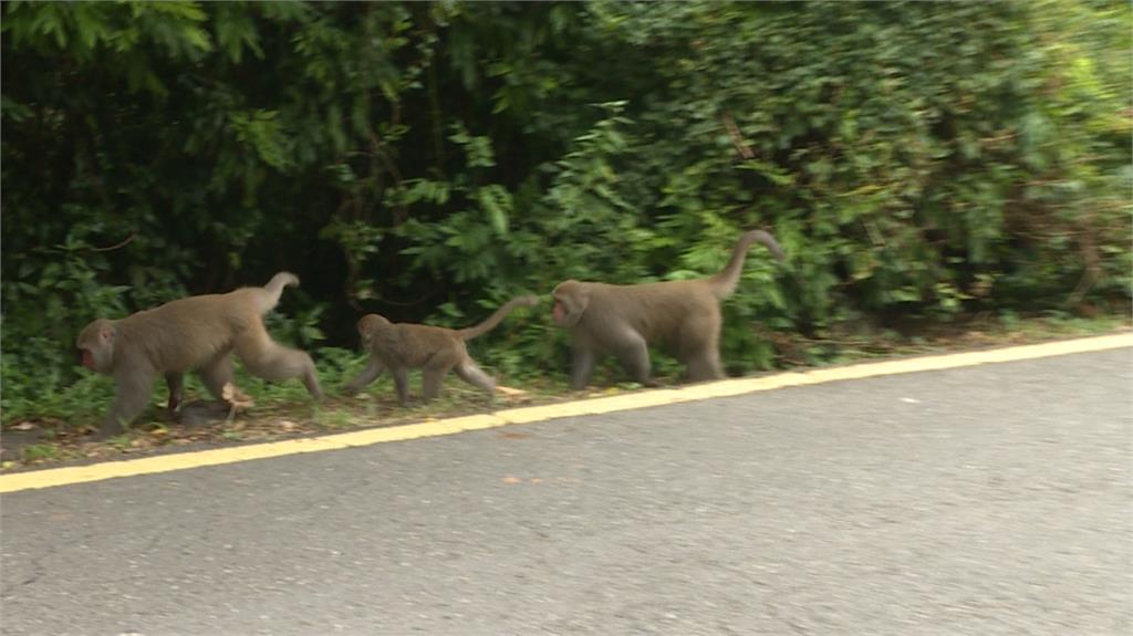 你也上微積分？獼猴闖入課堂和同學對視　中山大學曝原因
