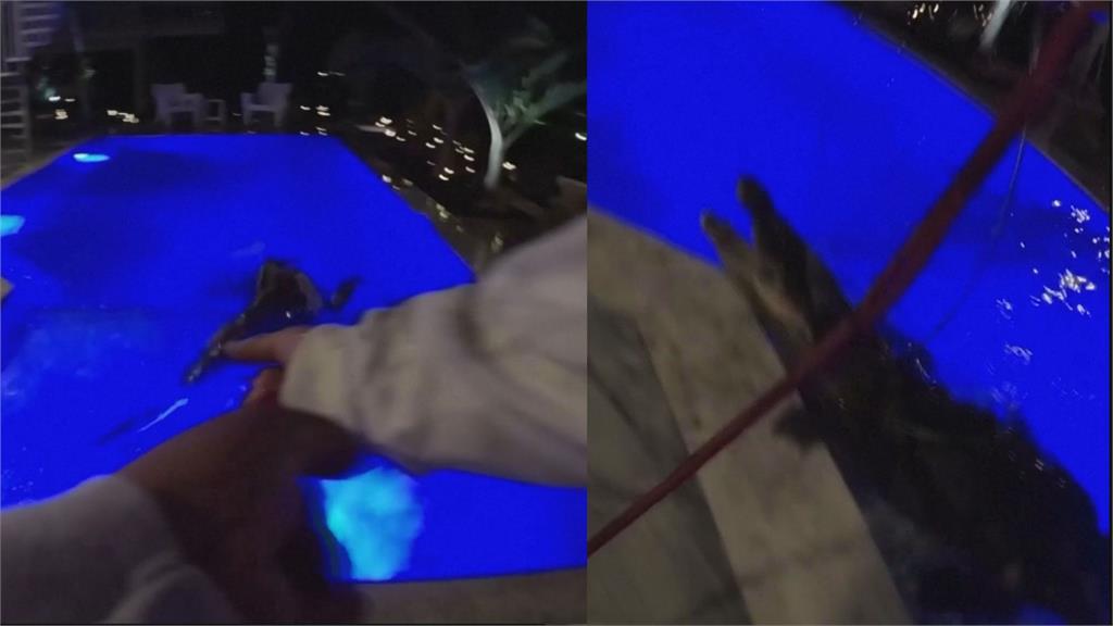 3米鱷魚闖泳池玩水！住戶嚇壞Call救命　專家拉上岸驚是「保育類」