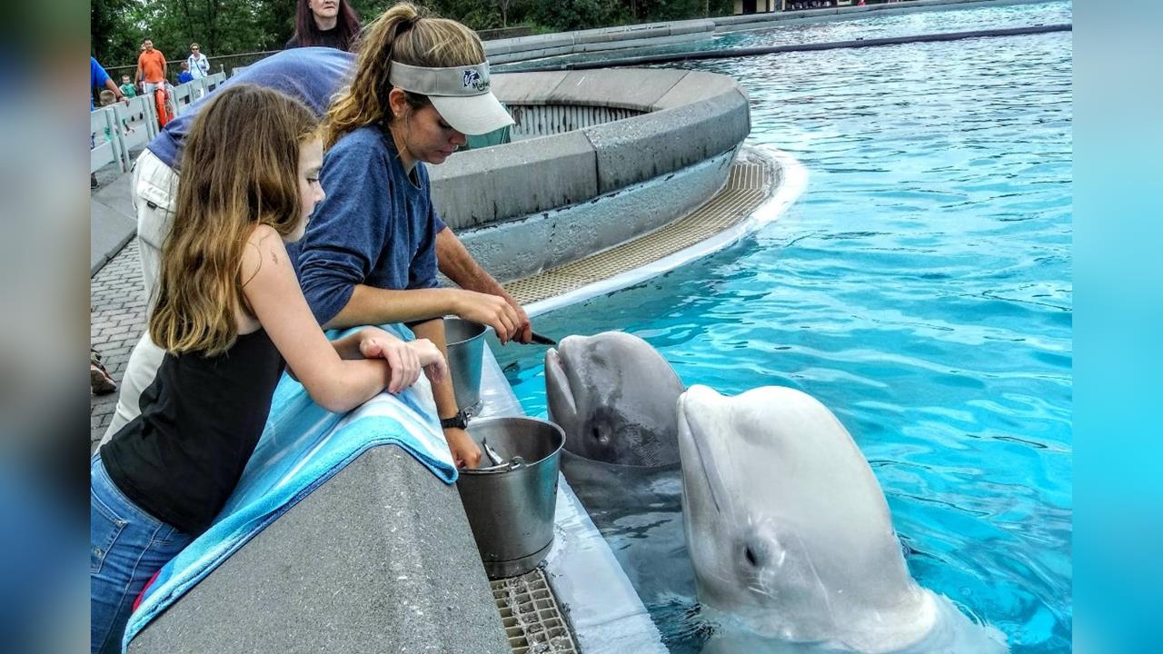 快新聞／不送中就安樂死！加拿大1動物園要求政府付錢　否則「人道毀滅」30白鯨