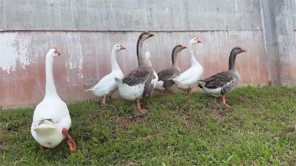 巴西「鵝」取代巡邏犬　嘎嘎大叫呼叫獄卒來抓人