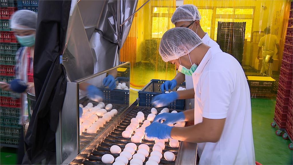 農業部公布進口蛋冷鏈倉儲地點　政院下令清查專案雞蛋流向