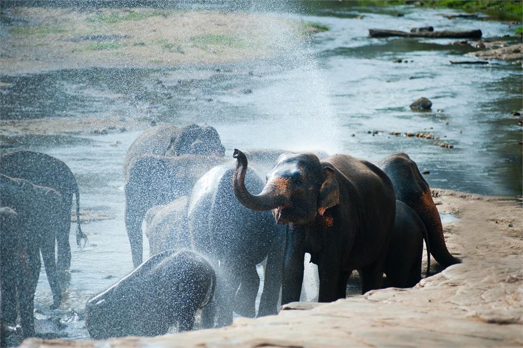 印度酒莊遭打破酒罈盜光光　24隻大象疑似「喝花酒」茫睡路邊
