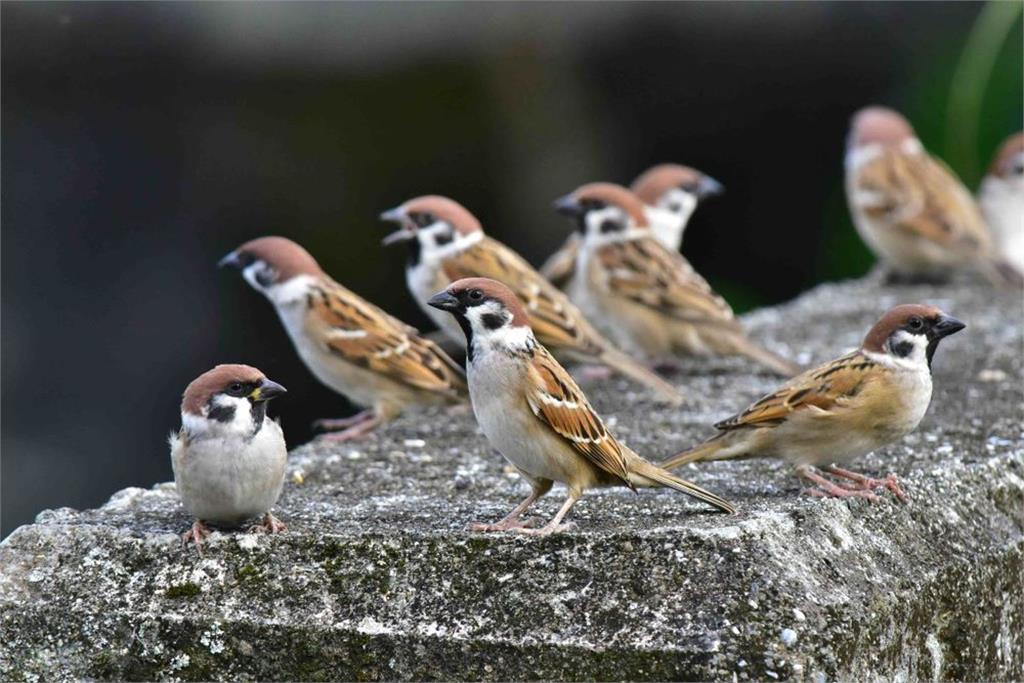 3/20是世界麻雀日!鳥類被黏鼠板困住案例多 獸醫教3步驟簡易救援