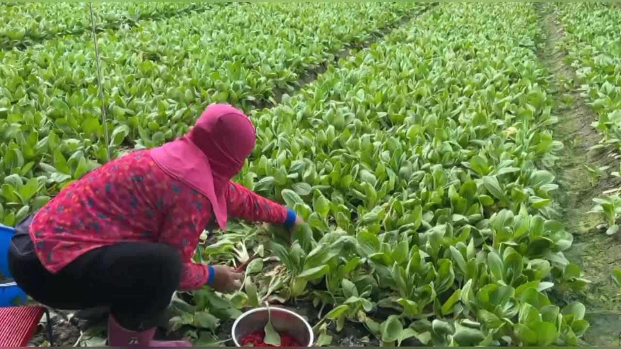 菜金菜土！蔬菜價格回穩　青蔥貴森森「一公斤300元」