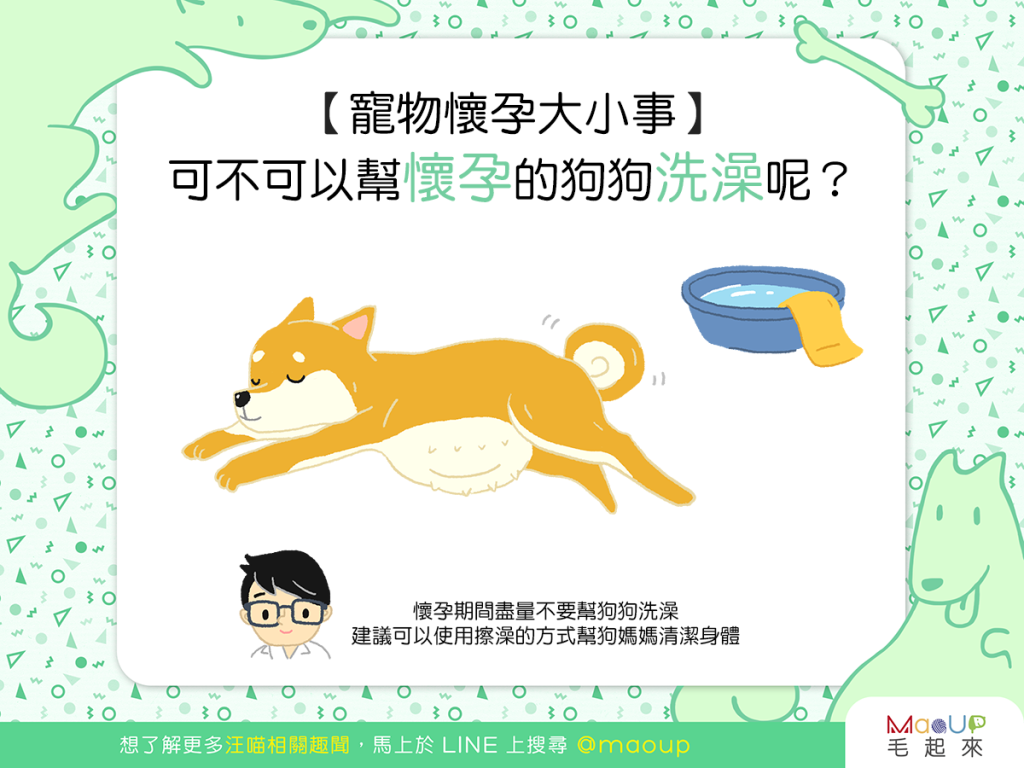 【汪喵懷孕大小事】狗狗懷孕時，是可以洗澡的嗎？