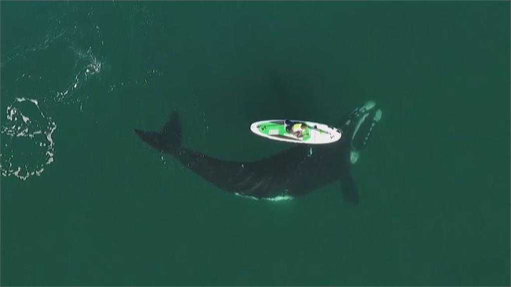 罕見！南露脊鯨現蹤推SUP空拍機全都錄　人鯨友好畫面吸246萬人觀看