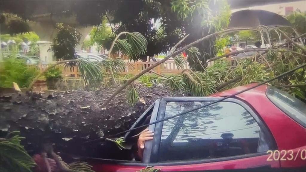 一陣強風襲來！嘉義市大樹遭吹垮　壓毀汽車　「駕駛一度受困」