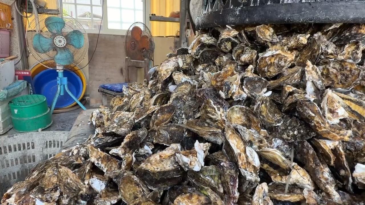 跟時間賽跑！巴威逼近　雲林口湖蚵農搶收牡蠣