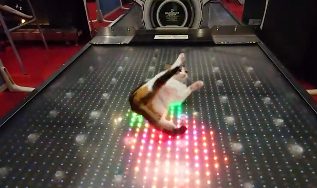 電玩中心驚見喵星人「躺著尬舞」　大秀貓界舞步百萬網友狂讚：舞王！